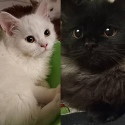 luki and gunata kittens pair