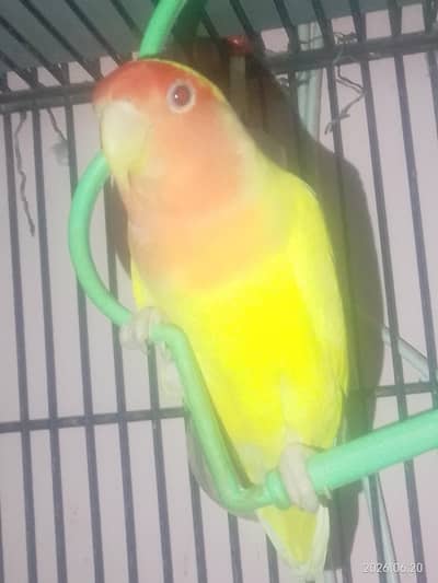 love bird