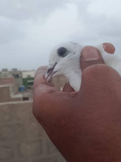 wehshi phatii Highflyer & Pati waly pigeon