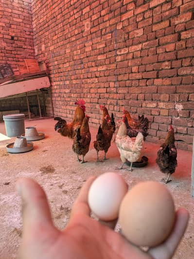 Desi eggs (03444608899)