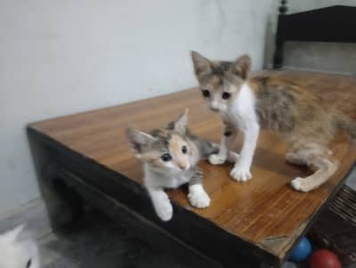 Adorable kittens litter trained
