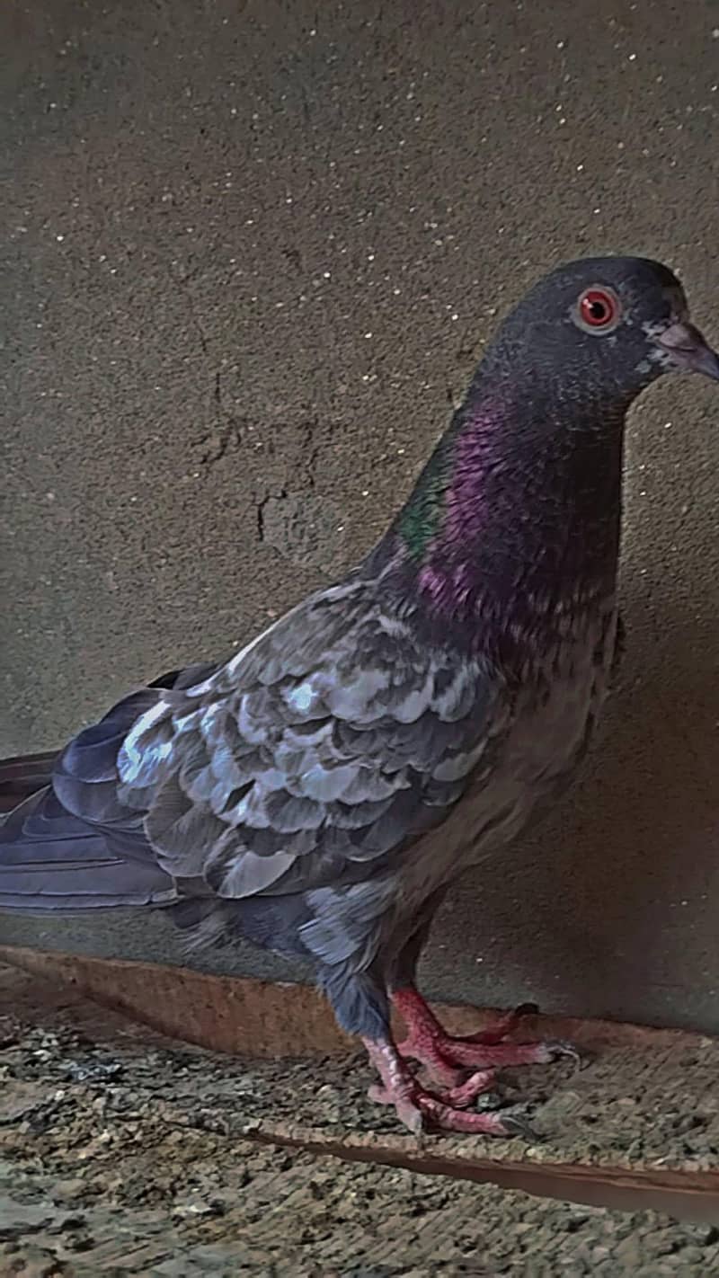 کمندر کصوری کبوتر 1