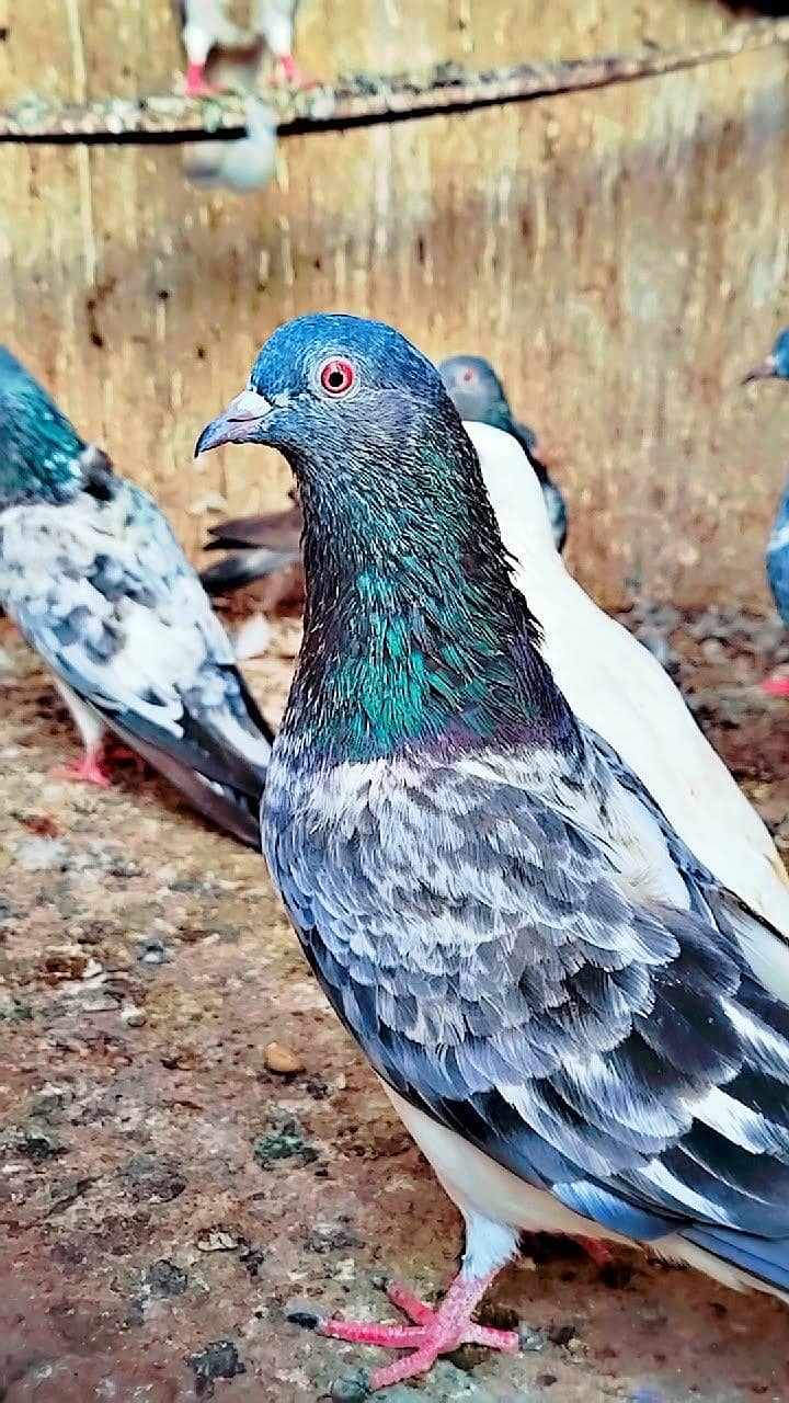 کمندر کصوری کبوتر 2