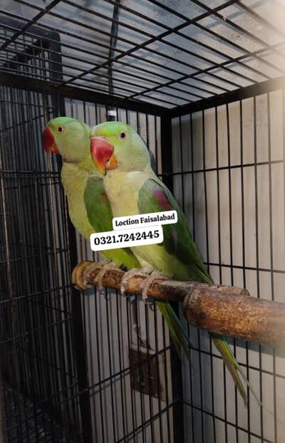 Raw pair rs 27000
