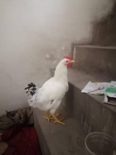 Golden misri ghr ki pali murgiya