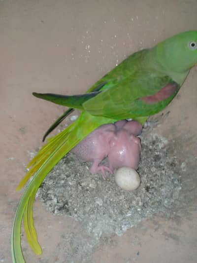 KASHMERI RAW BREEDER FEMALE