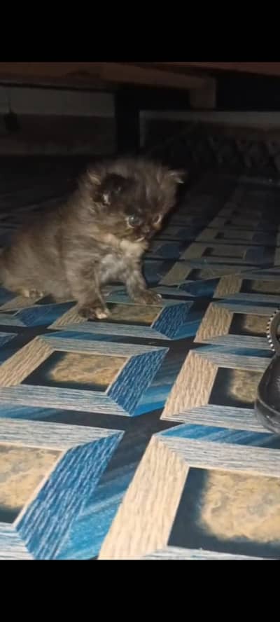 Persian kittens white black double  long cot.