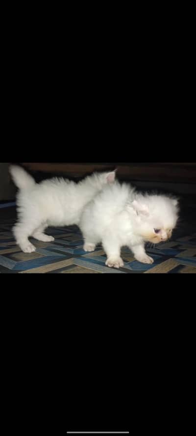 Persian kittens white&black double  long cot.