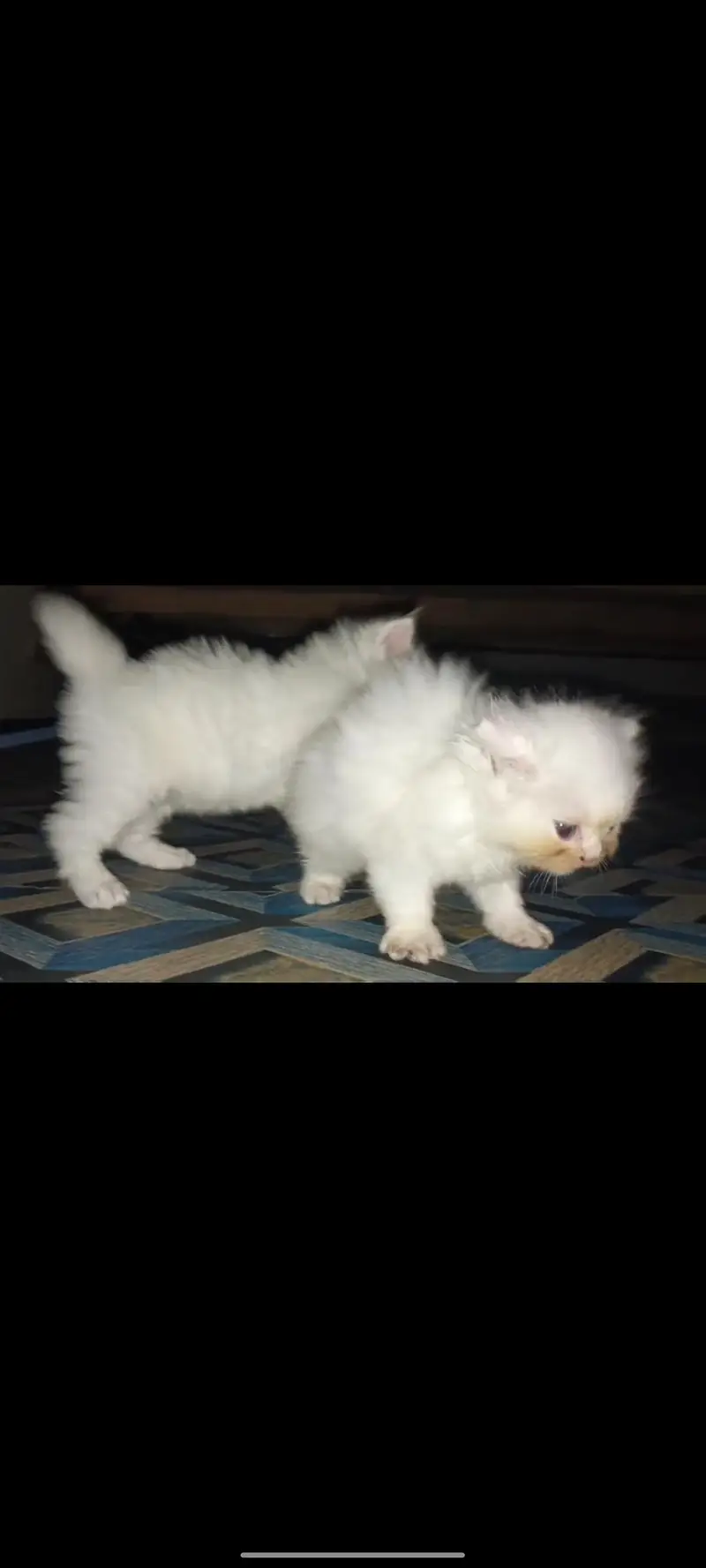 Persian kittens white black double  long cot. — photo 2