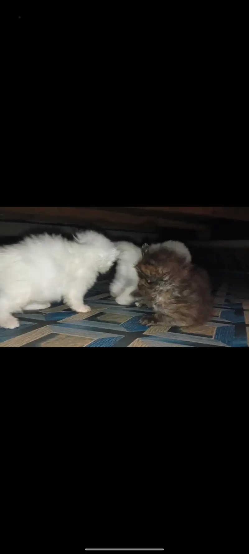 Persian kittens white black double  long cot. — photo 3