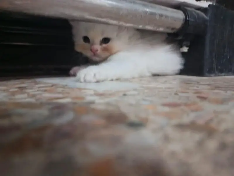 Persian kittens white black double  long cot. — photo 4