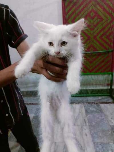 cats for sale
