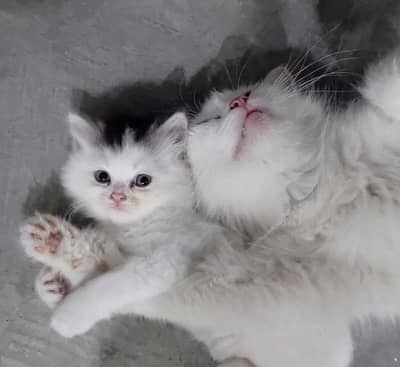 triple coated kittens for sale contact :03452469283/03423704365