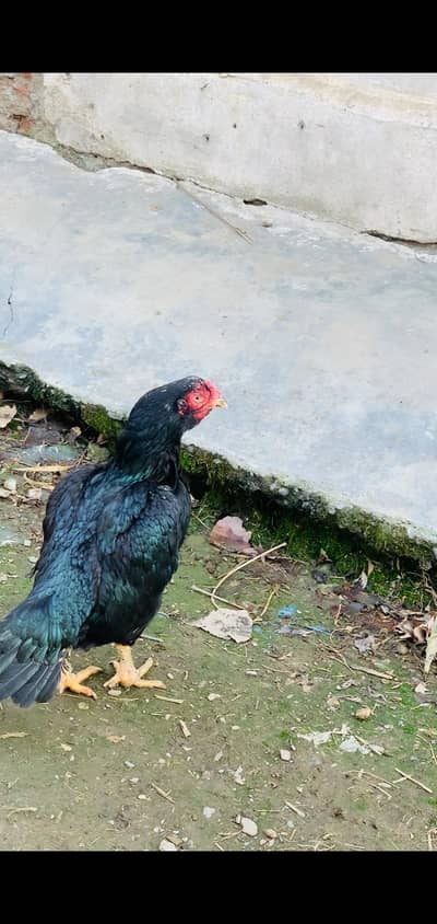 aseel lasani female