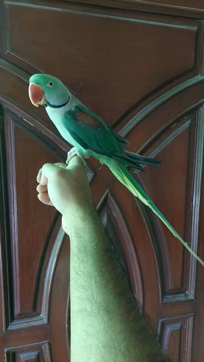 Muslim parrot Male