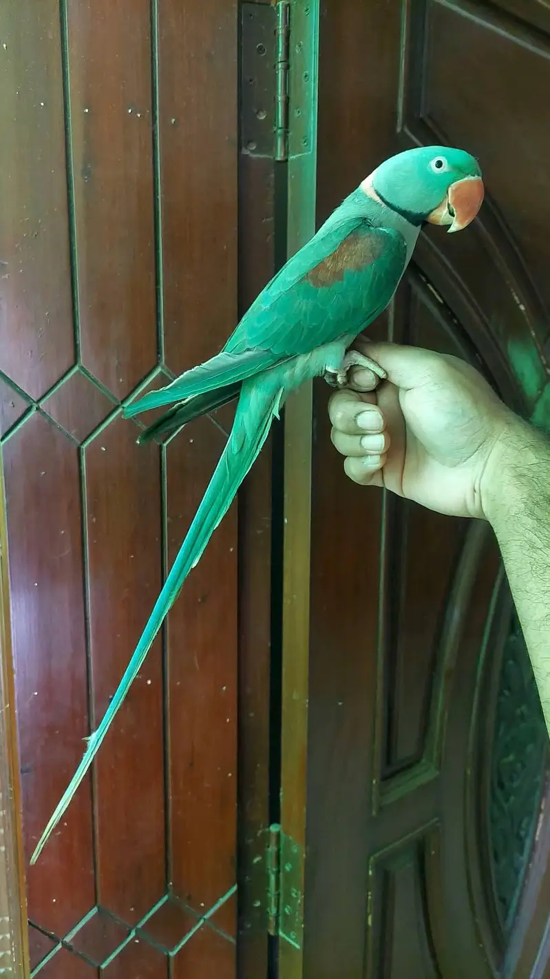 Muslim parrot Male — photo 2