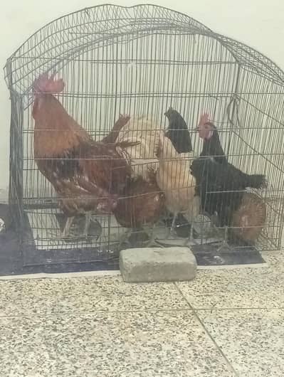 cock faimly