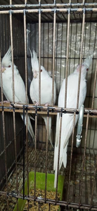 Birds and Cages