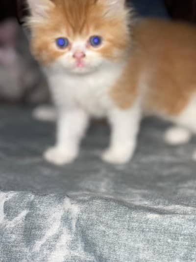 Persain kitten