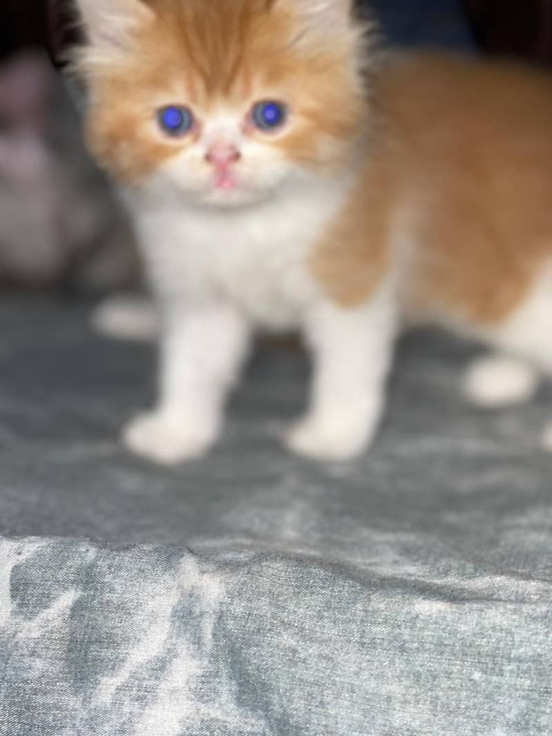 Persain kitten 0