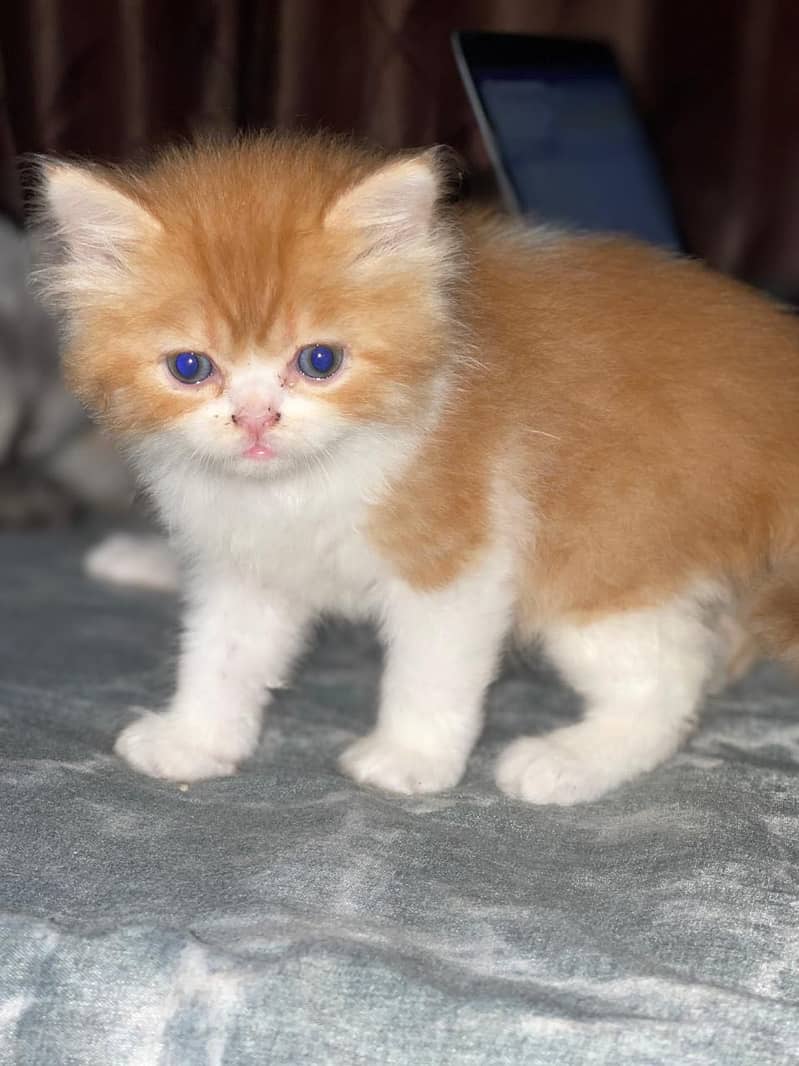 Persain kitten 1