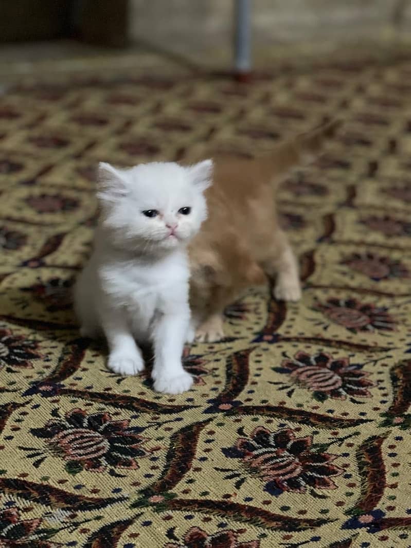 Persain kitten 2