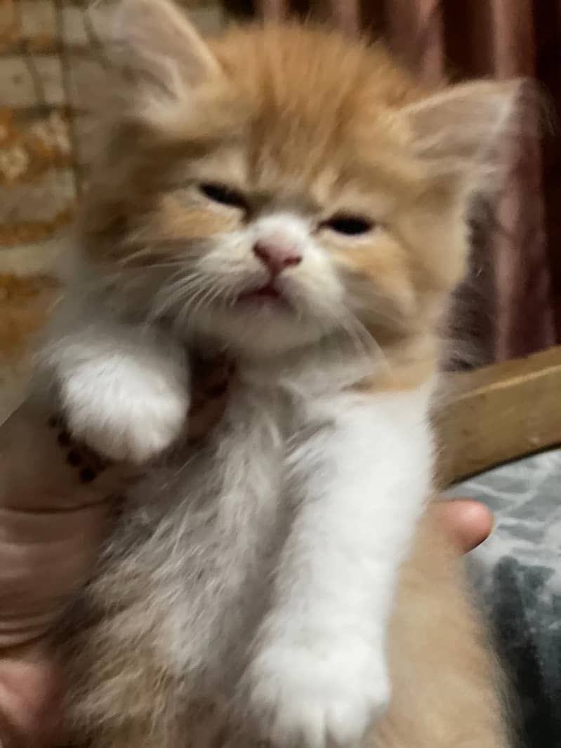 Persain kitten 3