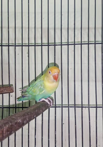 Love bird, Jawa