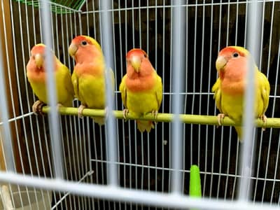 Lotino pair with cage 03173800073