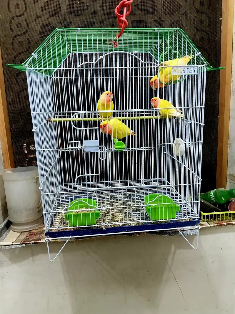Lotino pair with cage 03173800073 — photo 2