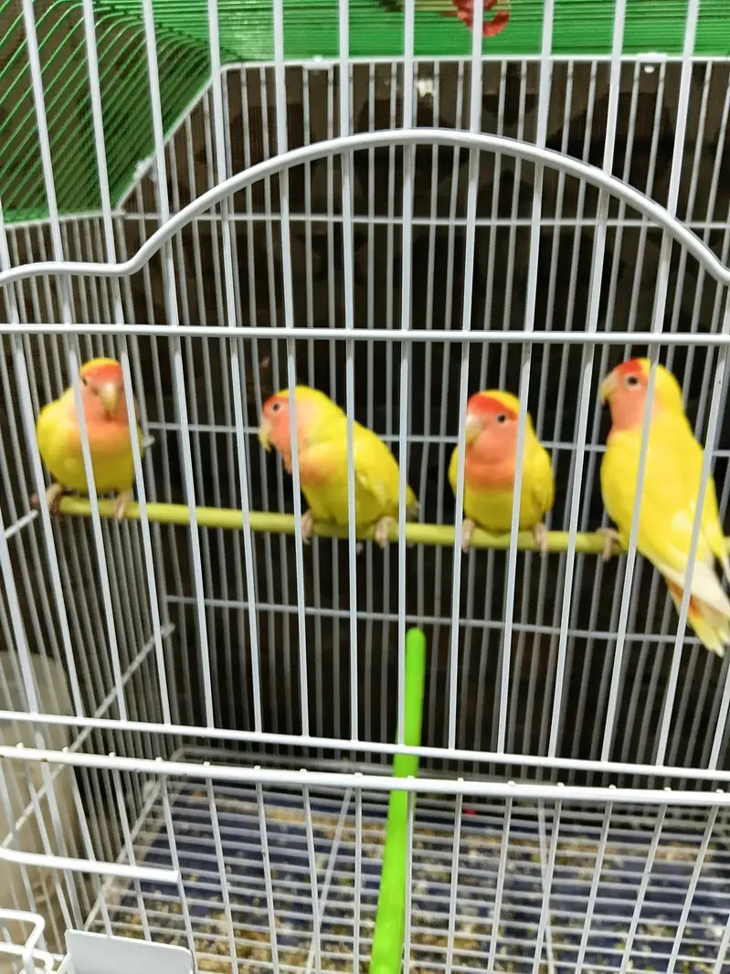 Lotino pair with cage 03173800073 — photo 3