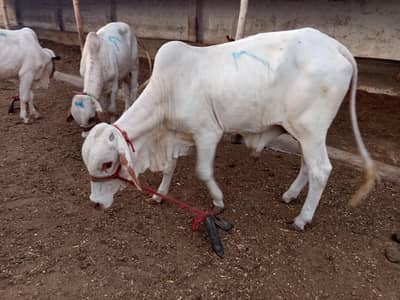 qurbani 2027