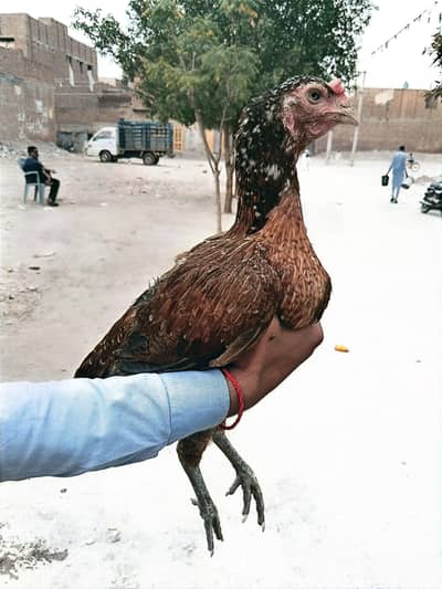 pure breeder aseel female