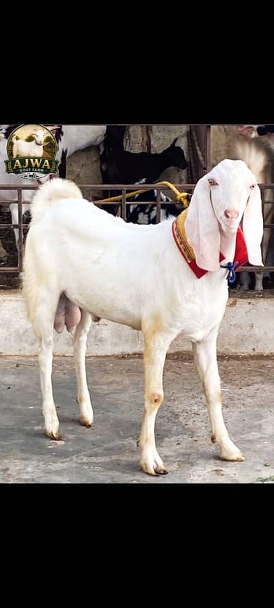 Munda bakra