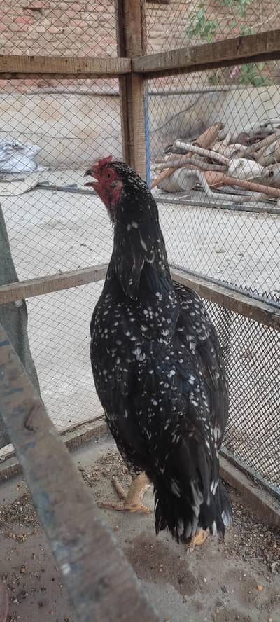 Black cheena