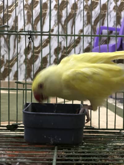 Yellow ring neck