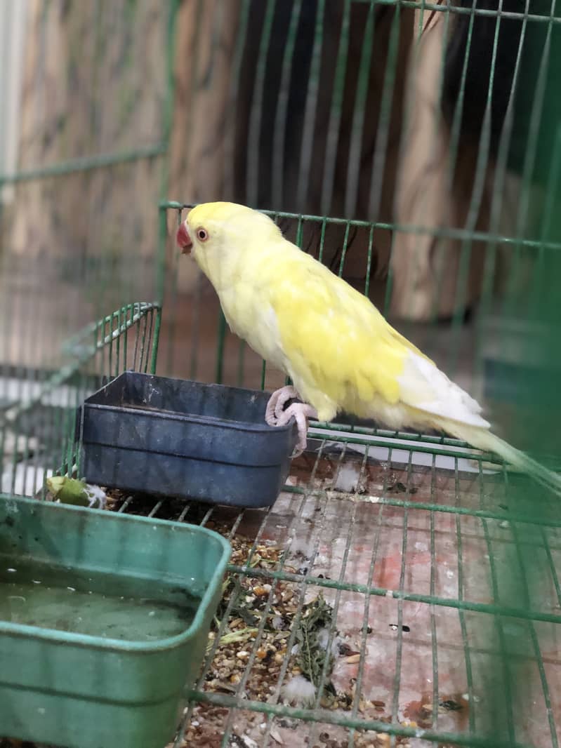 Yellow ring neck 1