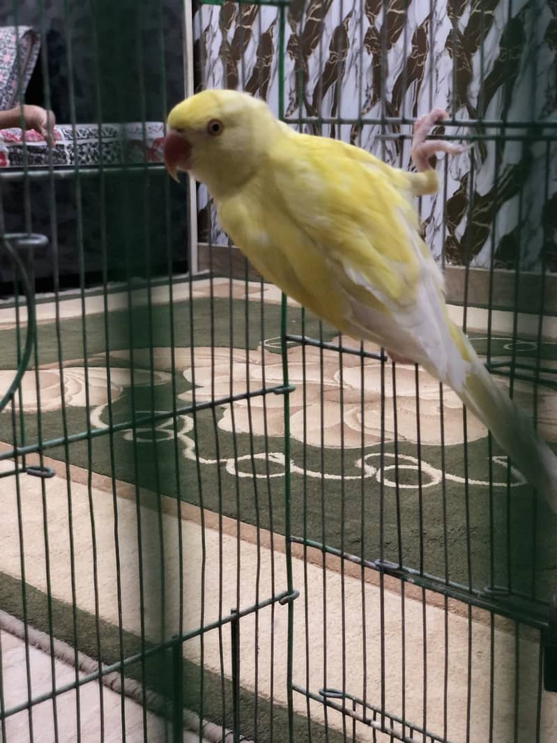 Yellow ring neck 2