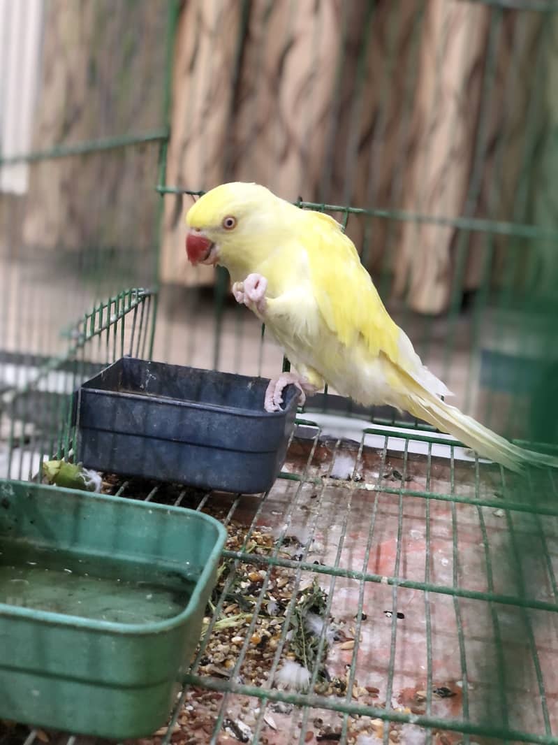 Yellow ring neck 3