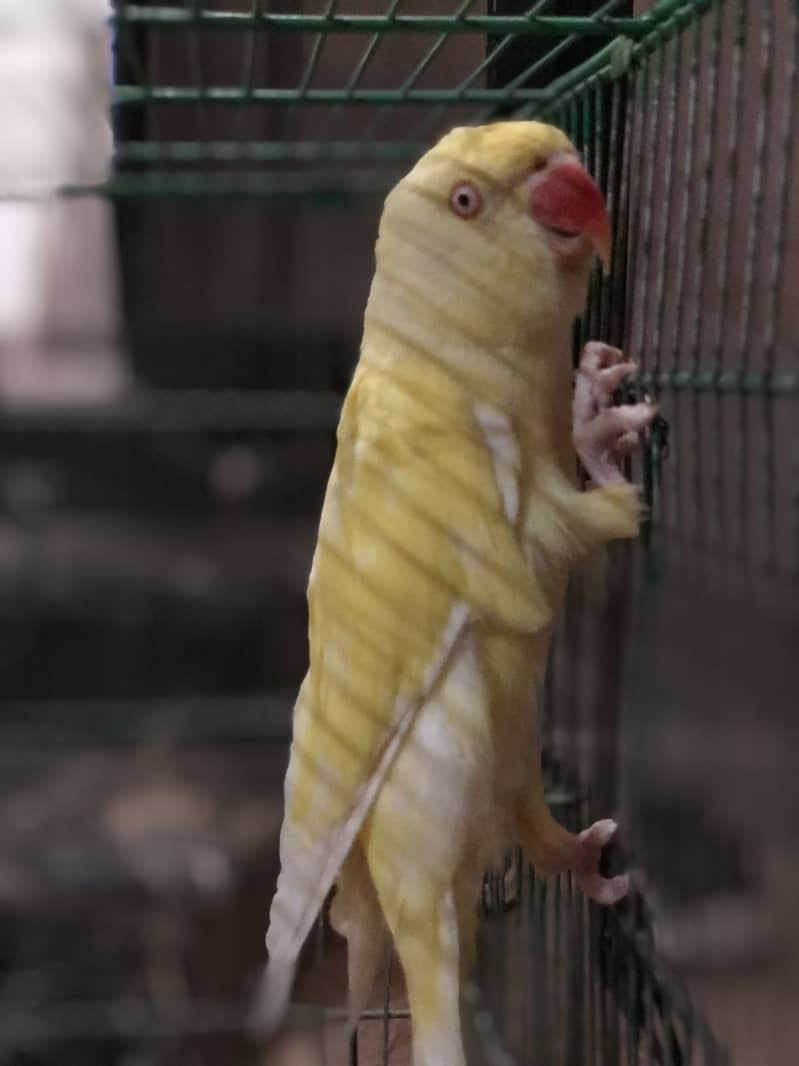 Yellow ring neck 4