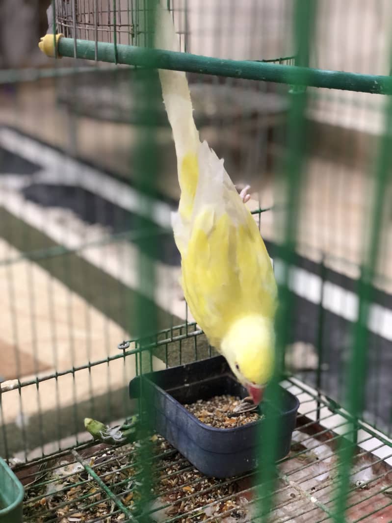 Yellow ring neck 5