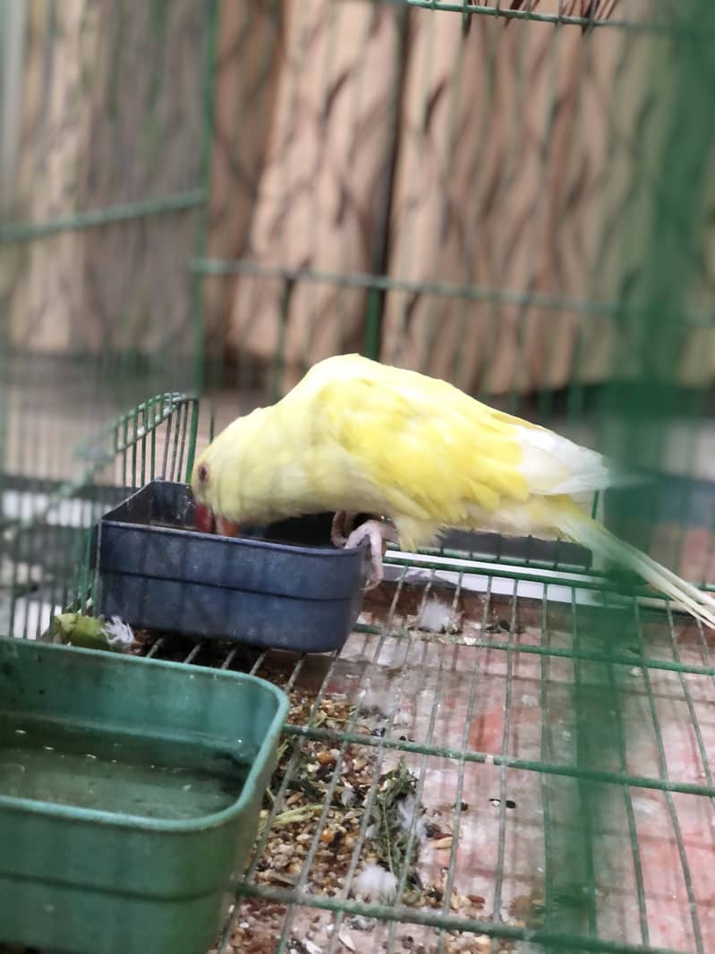 Yellow ring neck 6