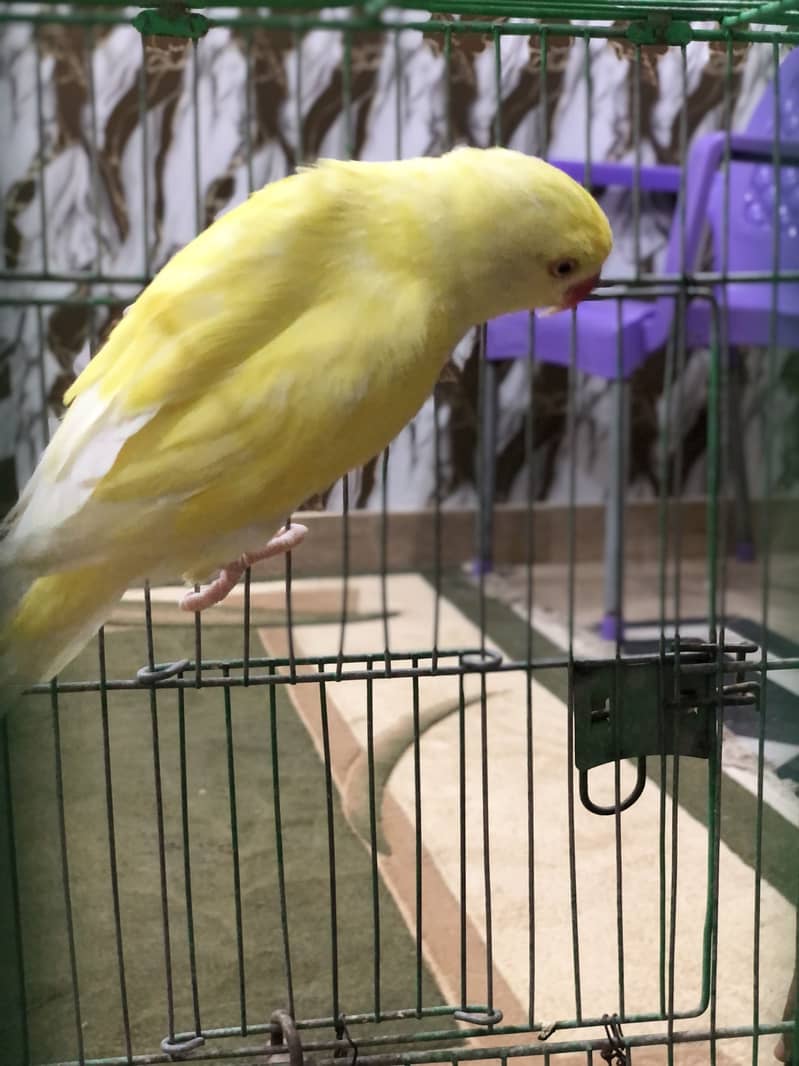 Yellow ring neck 7