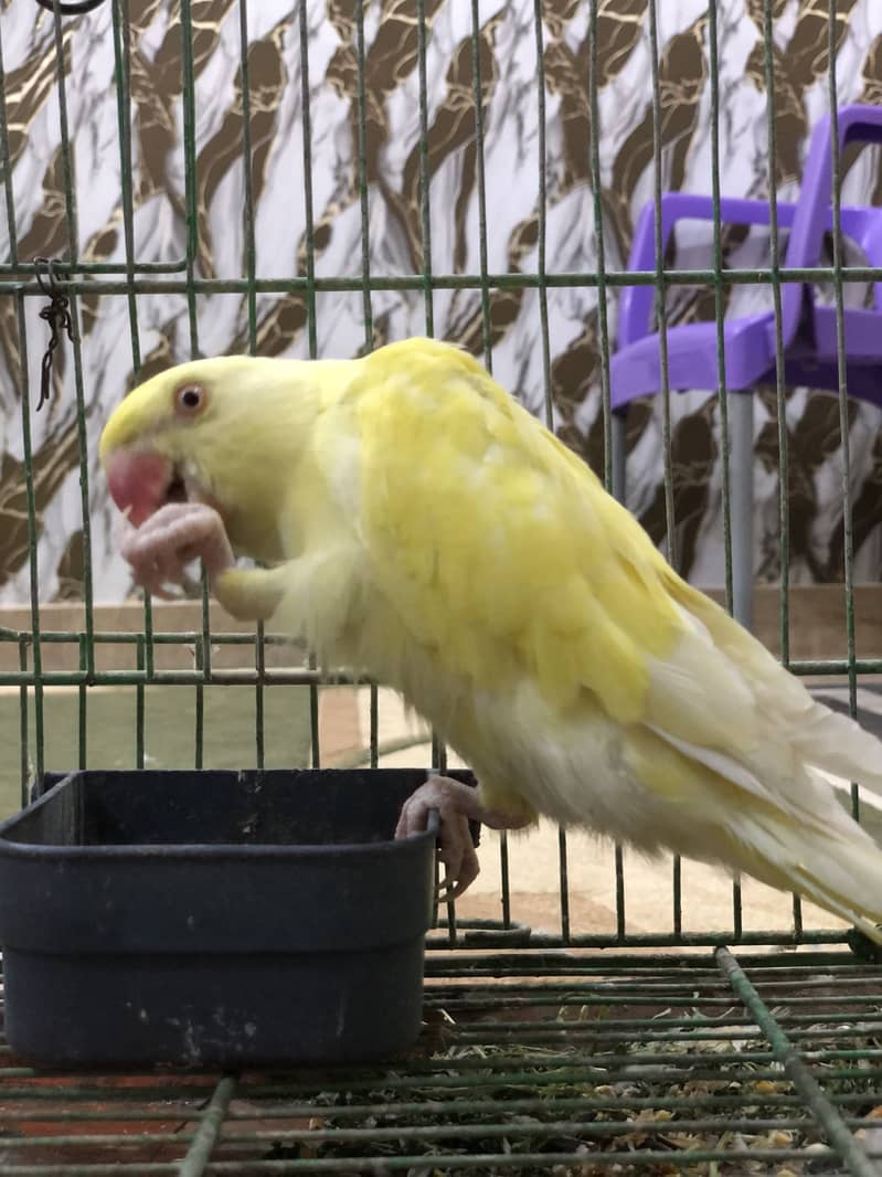 Yellow ring neck 8