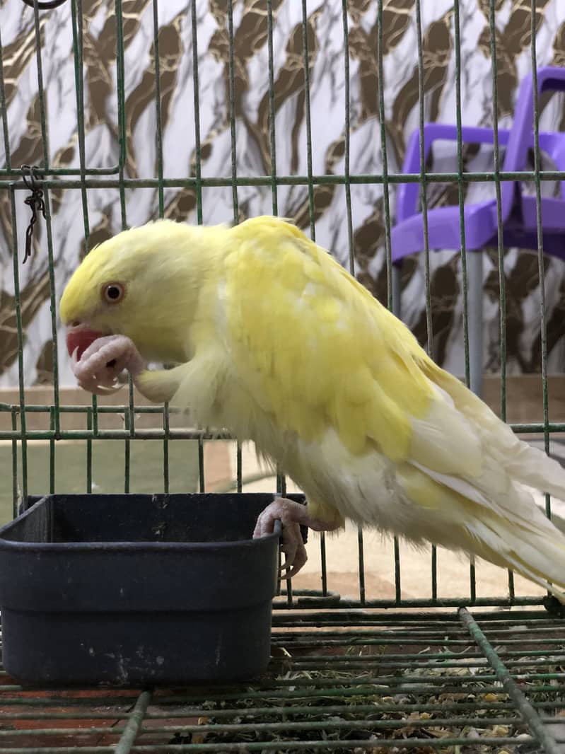 Yellow ring neck 9