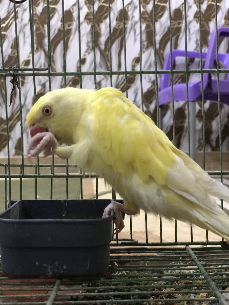 Yellow ring neck 10