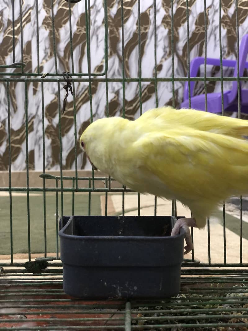 Yellow ring neck 11