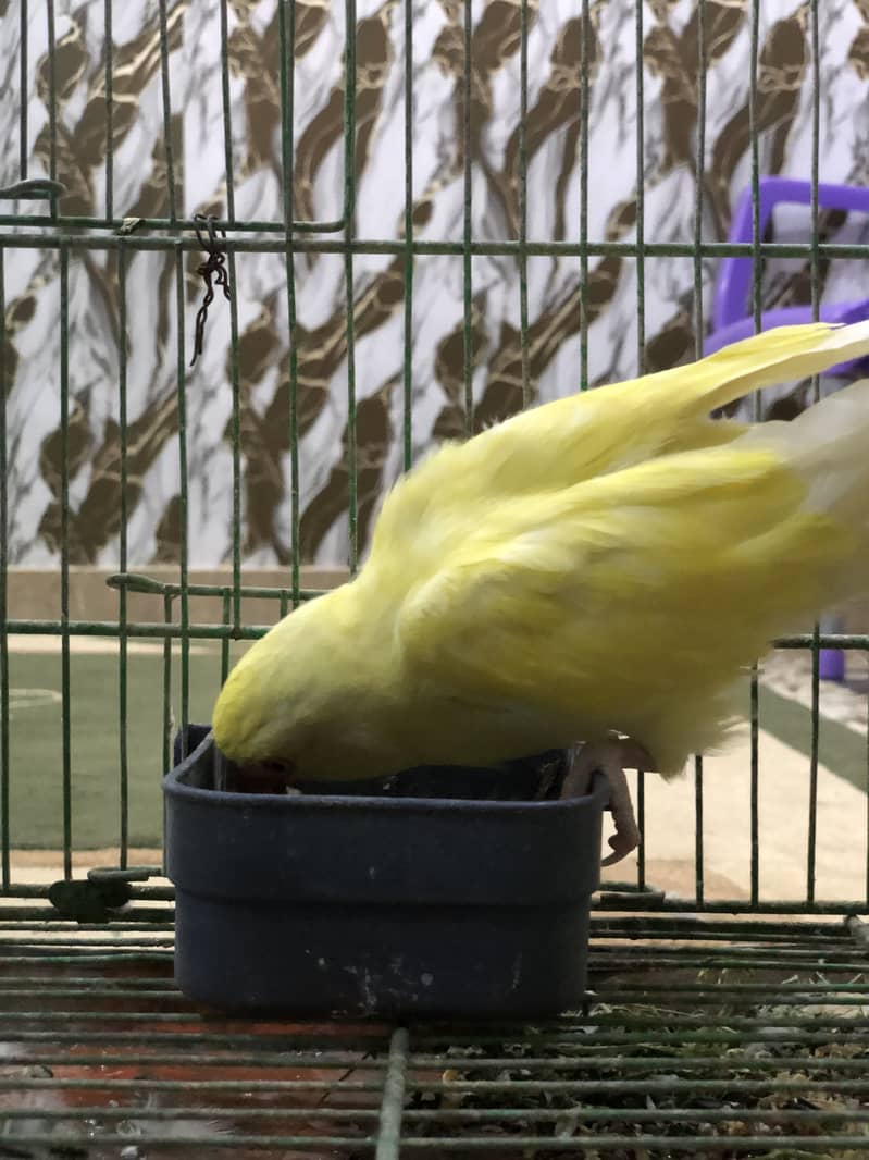 Yellow ring neck 12