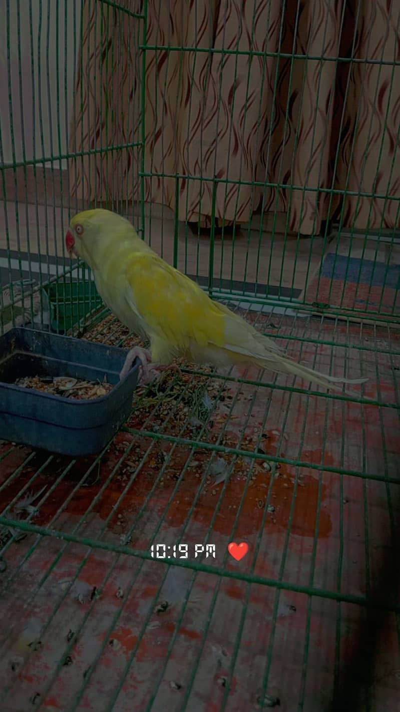 Yellow ring neck 13