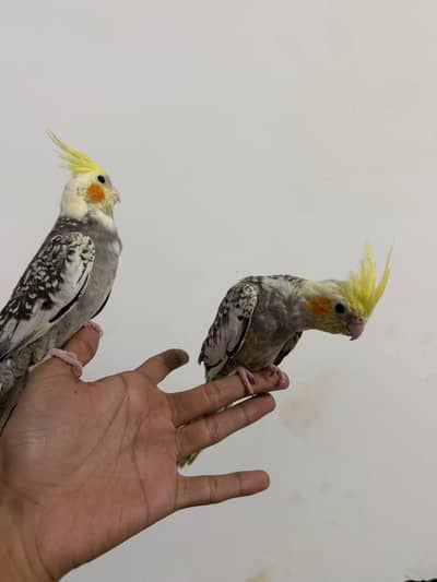 Per Piece Quality Handtamed Cocktail Available for sale